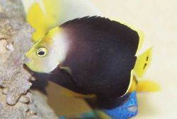 Chaetodontoplus melanosoma (Ruskea enkeli)