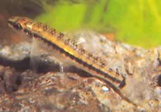Characidium brevirostre (Lyhyt)