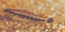 Characidium fasciatum (Characidium kiehtoo)