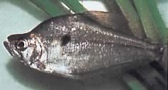 Charax pauciradiatus Cynocephalus charax