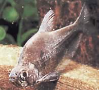 Charax tectifer (Charax -taistelulaiva)