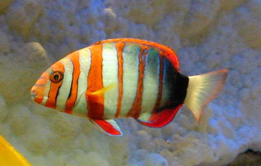 Choerodon sp (Silmukka)