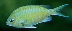 Chromis caerulea Vihreä kromit