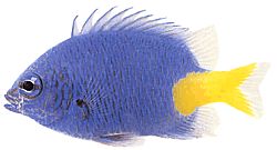 Chrysiptera parasema (Sininen nainen keltaisella hännällä)