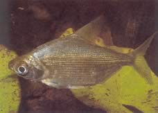 Citharinus congicus Kongon citharine