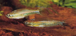 Coelurichthys tenuis Tetra pidetty, tera-barberos