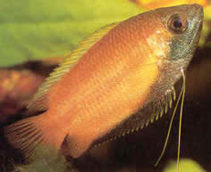 Colisa sota Hunaja -gourami