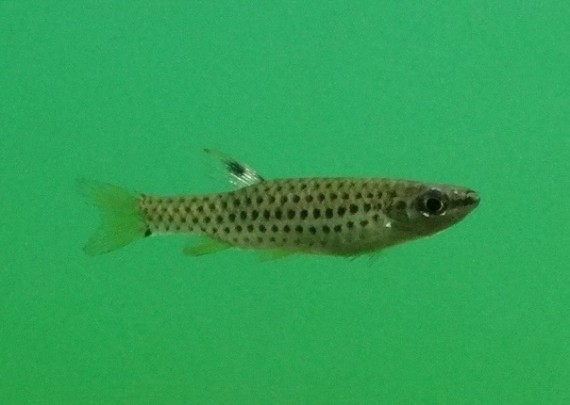 Copella nattereri (Kopella nattereri)