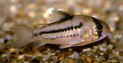 Corydoras axelrodi