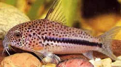 Corydoras bondi (Corydoras Bondi)