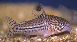 Corydoras trilineatus (Kolmen kaistan corydoras)