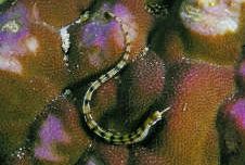 Corythoichthys flavofasciastus Keltainen kala