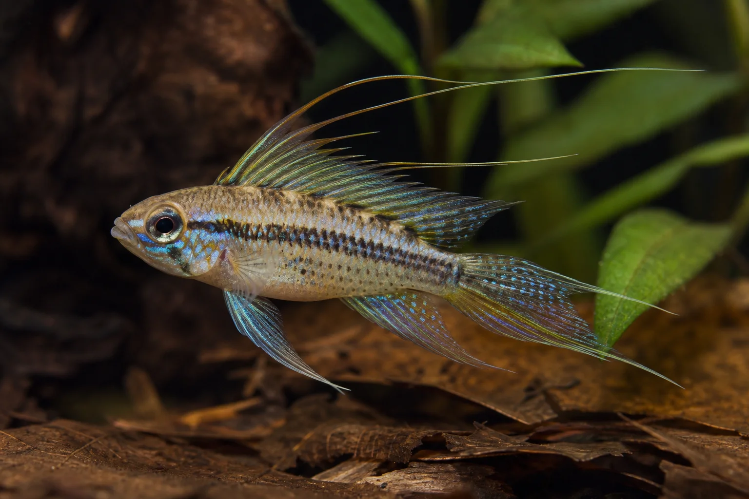 Crenicara filamentosa