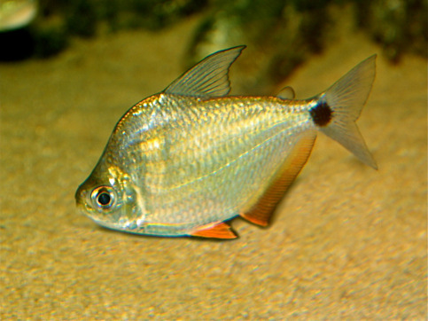 Ctenobrycon spilurus hauxwellianus Merkki korkea selkä