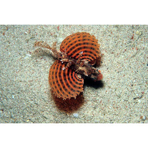 Dendrochirus brachypterus (Kääpiö)