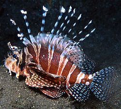 Dendrochirus zebra (Kääpiöpiste)