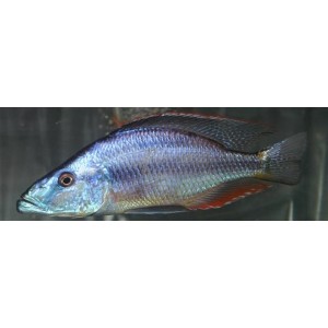 Dimichromis compressiceps (Malawi Eybliter Cichlid Eye)