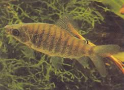 Distichodus fasciolatus (Harmaa raidallinen alue)