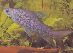 Distichodus notospilus (Tislausvaruste)