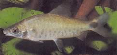 Distichodus rostratus (Distitichodus Rostre)