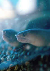 Echidna rhodochilus (Makean veden seinä)