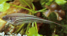Eigenmannia virescens (Lasiveitset kalastavat)