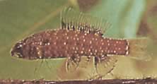 Elachocharax georgiae (Kääpiö)