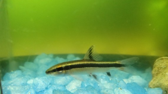 Epalzeorhynchus kallopterus (Kauniit evät)