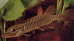 Esox lucius (Eurooppa Pike)