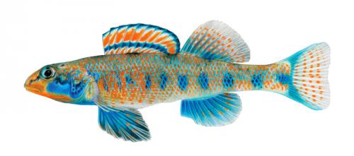 Etheostoma obama