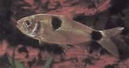 Exodon paradoxus (Tetra-Tiger kahdella pisteellä)