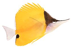 Forcipiger longirostris (Chelmon pitkällä nollalla)