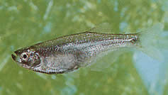 Gephyrocharax valencia (Géphyrocharax du Lac Valencia, Tetra-pont)