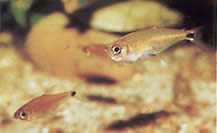 Gnathocharax steindachneri (Purratera)