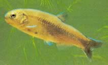 Gymnocharacinus bergi Patagonian alasti merkki