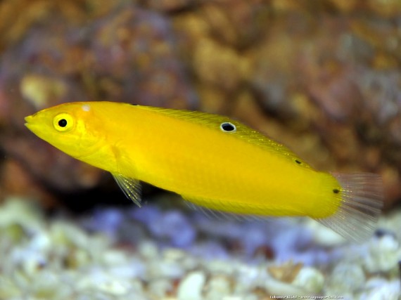 Halichoeres Chrysus (Keltainen / labre -kanarari)