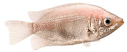 Helostoma temmincki (Suudelma - Gourami -kaapeli)