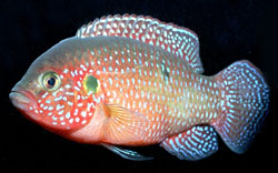 Hemichromis lifalili (Puna)