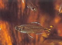 Hemigrammopetersius caudalis Kongo Tetra keltaisella