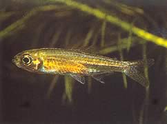 Hemigrammopetersius tangensis (Tanga Afrikan tetra-néon)
