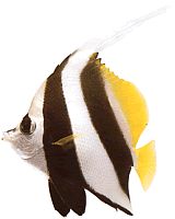 Heniochus acuminatus (Puutiainen)