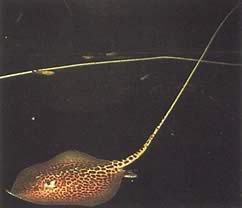 Himantura oxyrhynchus Indo-australian laikullinen linja