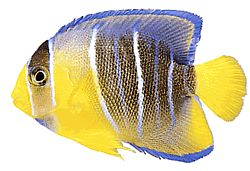 Holacanthus ciliaris (Kuninkaallinen enkeli)