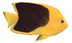 Holacanthus tricolor Tricolor holacanthe