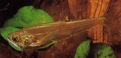 Hydrolycus scomberoides (Tetra-loup, merkkivaihe)