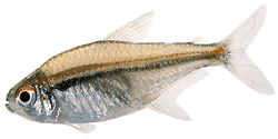 Hyphessobrycon heterorhabdus (Belgian lippu)