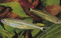 Iguanodectes spilurus (Tetra-öljy)