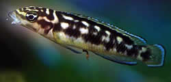 Julidochromis transcriptus (Transkriptio)
