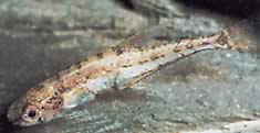 Klausewitzia ritae (Rita -kääpiötetrachet)