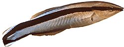 Labroides dimidiatus Yleinen puhdistusaine